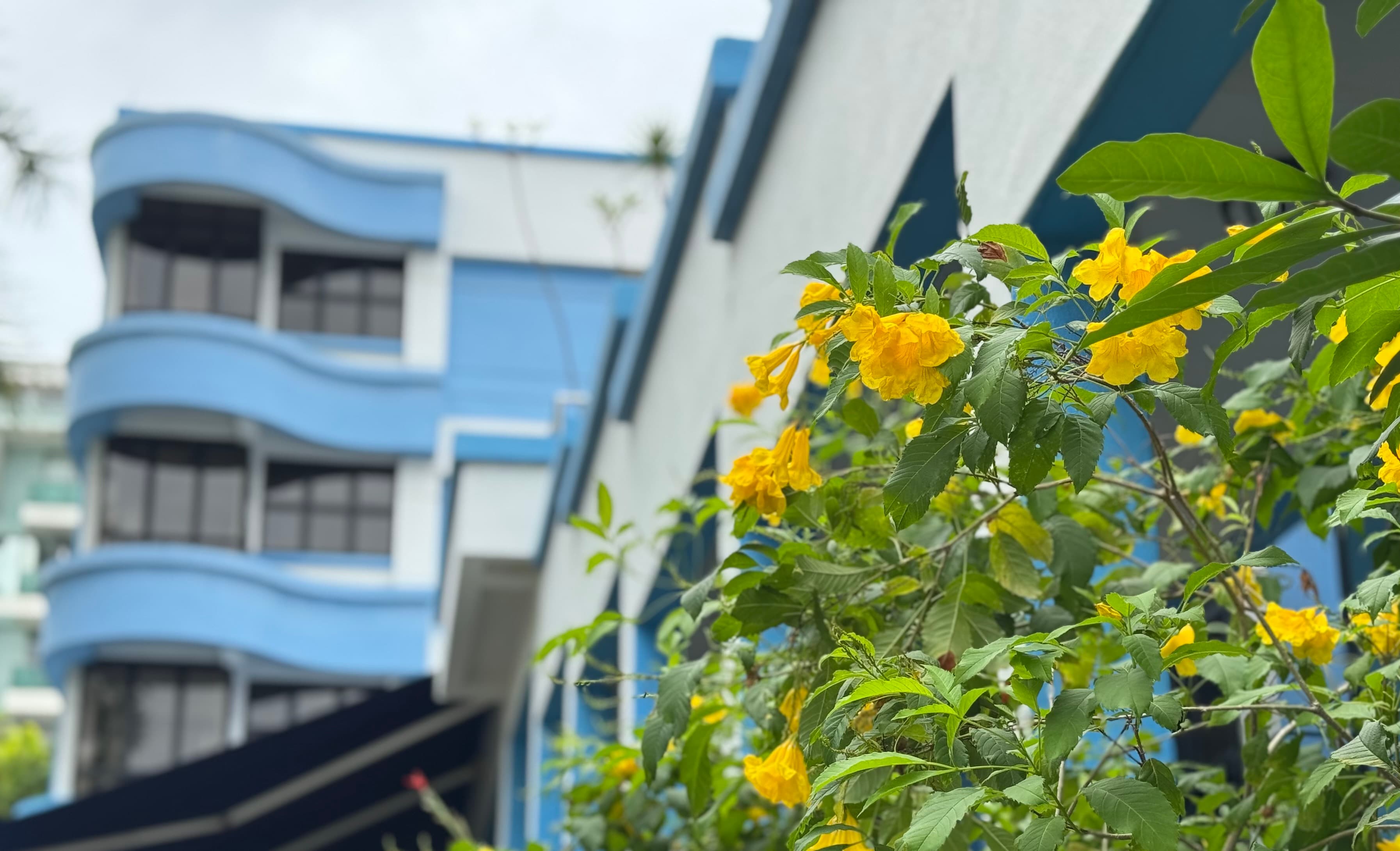 Picture of flowers at Adam road church